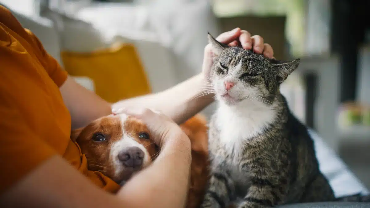 15 Retiree Gigs That Pay Well With Little Effort Become a Pet Sitting Superstar